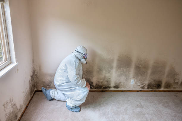 Best Mold Damage Restoration  in Round Lake Heights, IL